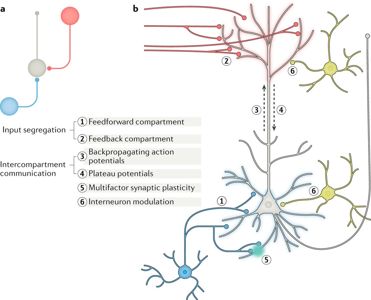 #Backpropagation and the brain - a new Review by Lillicrap (<a href="/countzerozzz/">Timothy Lillicrap</a>), Santoro (<a href="/santoroAI/">Adam Santoro</a>), Marris (<a href="/MarrisLuke/">Luke Marris</a>), Akerman and Hinton (<a href="/geoffreyhinton/">Geoffrey Hinton</a>)

go.nature.com/2z9CSdM