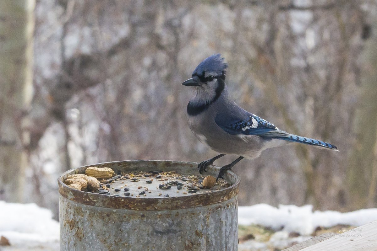 Mr Bluejay visiting this morning. #manitoumoments #bryanmierau #saskatchewan #meanwhileinsask #prairiesnorth #mysask #tourismsask #saskphotos #manitoubeachsk #exploresaskatchewan #watrousmanitou