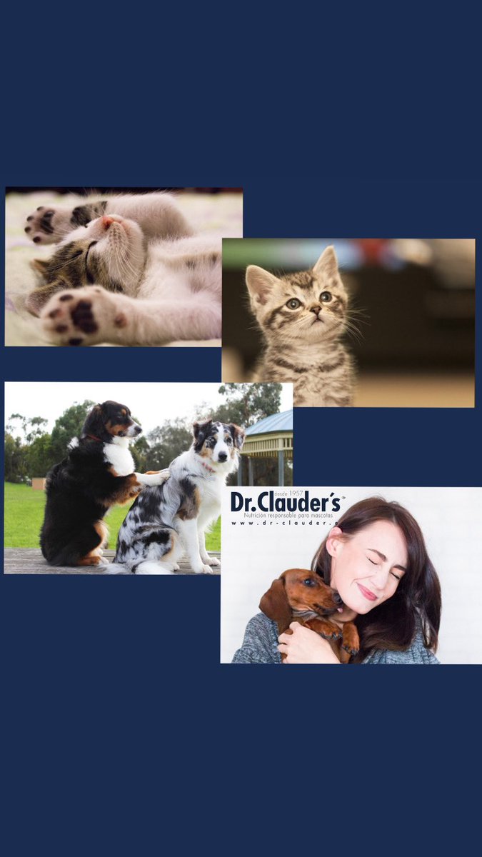 DrClauderES's tweet photo. Holaa🙋🏻‍♀️🙋🏻‍♀️
¿Que tal va el confinamiento?
Mandanos una foto o video de tu familia gatuna o perruna a nuestras redes sociales   📸📹. Participaras en un video que estamos preparando, lo llamaremos “Diviertete con Dr Clauder España”
Coorree! Hazte un video o una foto y mandanosla! https://t.co/djN4Ir1f1w