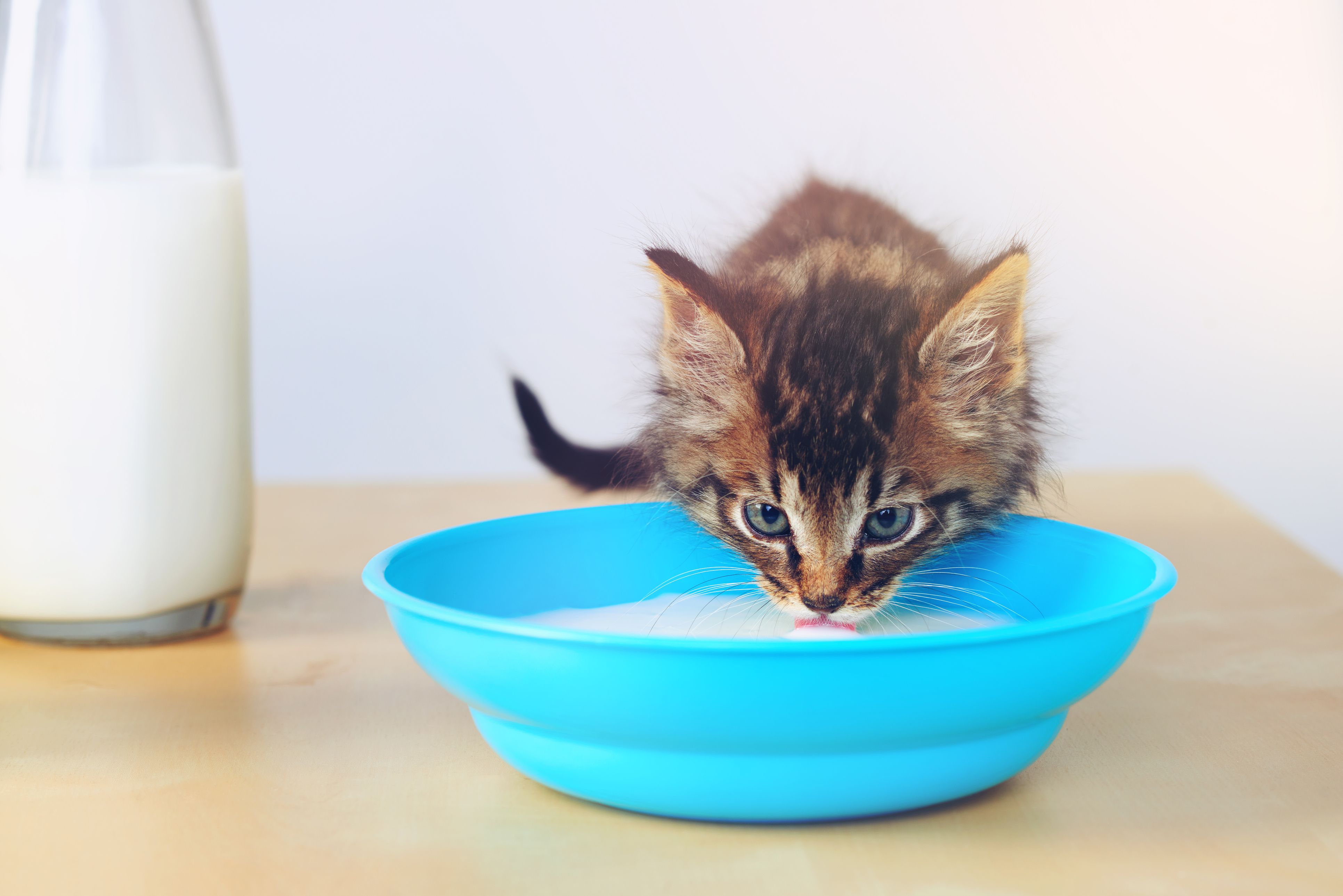 Is Milk Toxic for Cats?