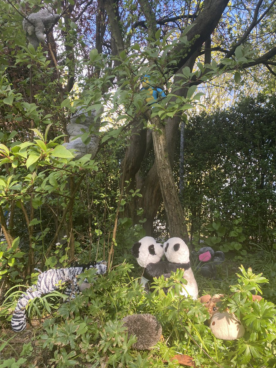 sallyandjonny's tweet photo. It’s all gone a bit wild in Leeds during the lockdown...🐼🐨🦔🐘🦌🦓🦧#sedberghathome #lunecsps @Sedbergh_Prep https://t.co/3Jl2Stmi7z