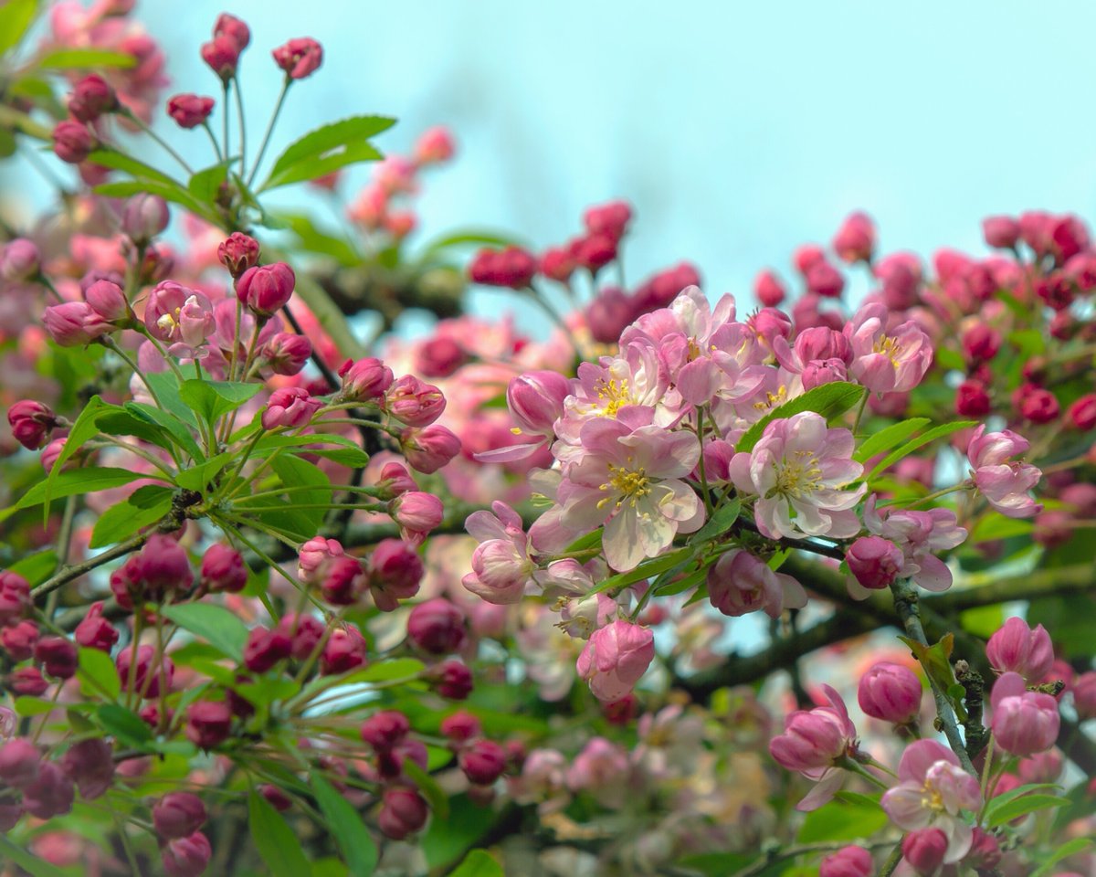 ANXOcider's tweet photo. 🌎🌳Got Earth Day plans? 🌳🌎
We bought some of our favorite cider apple trees from Fedco Seeds and are offering them for free delivery on Earth Day!  Let us maintain your tree and we'll make cider from the fruit, or make your own cider at home!
https://t.co/EasloUxpco https://t.co/fgPmtzlVxa
