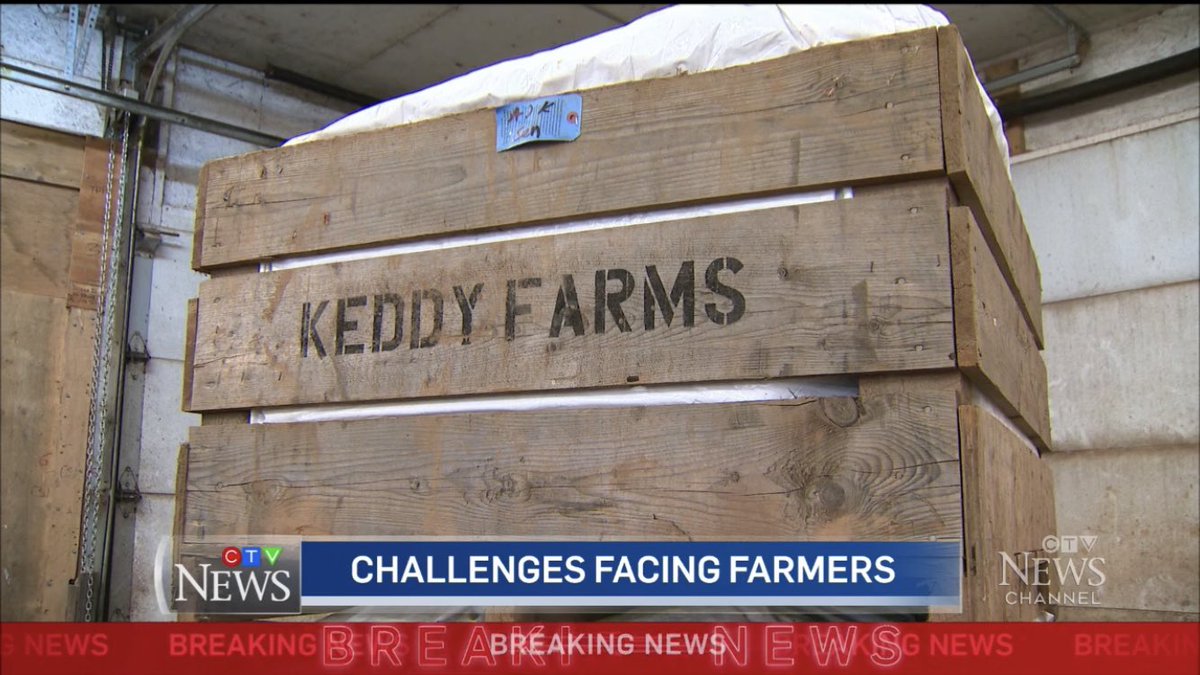 Katie Keddy tweet media