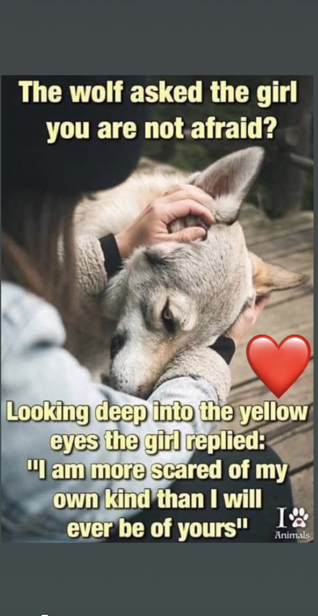 johnnyorescue's tweet image. The wolf says your not afraid #wolves #majestic #humanssuck #stophunting #lovewolves