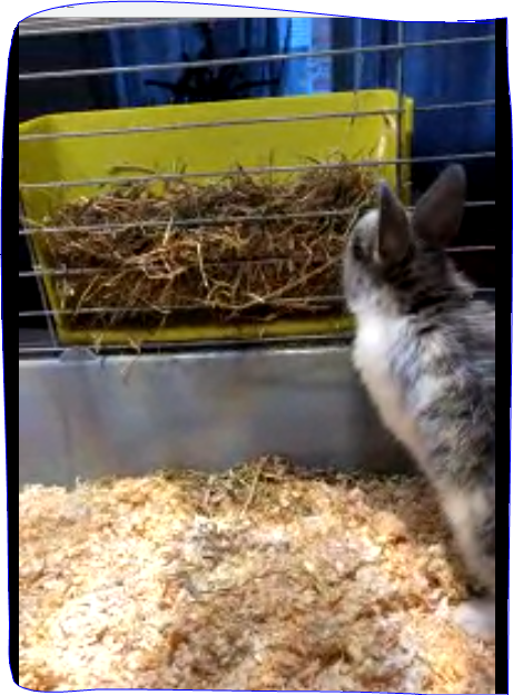degrelle7's tweet photo. @OmletFrancais ohlalala ce serait génial pour mon petit lapin qui se nomme tartine que nous venons d'adopter merci beaucoup de nous donner cette chance https://t.co/wcQZBWvQ6V