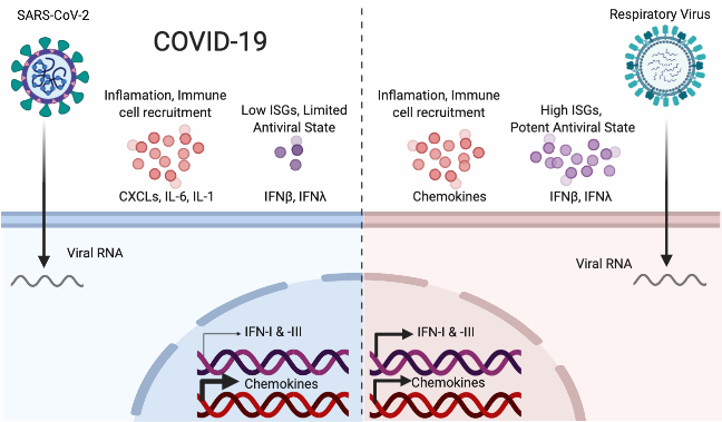 Our transcriptome analysis of #SARSCoV2 from cells to people is live on #Cell bit.ly/2RJoqPS We find Low IFN response juxtaposed with high pro-inflammatory cues (incl. IL6). Raw data on GEO (GSE147507). Work by @DBM003 <a href="/BenjaminNilsson/">Benjamin Nilsson-Payant</a> &amp; many others.