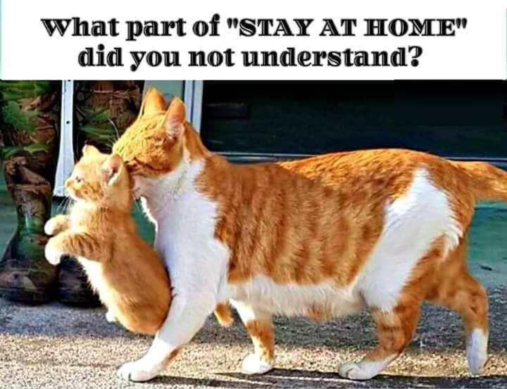 MiniatureLife's tweet image. 