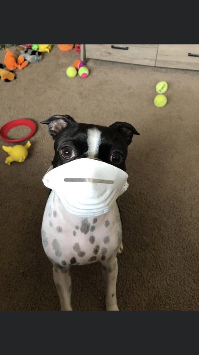 Gunner_412's tweet photo. Gunner is ready for his walk. https://t.co/fuuaXQgT01