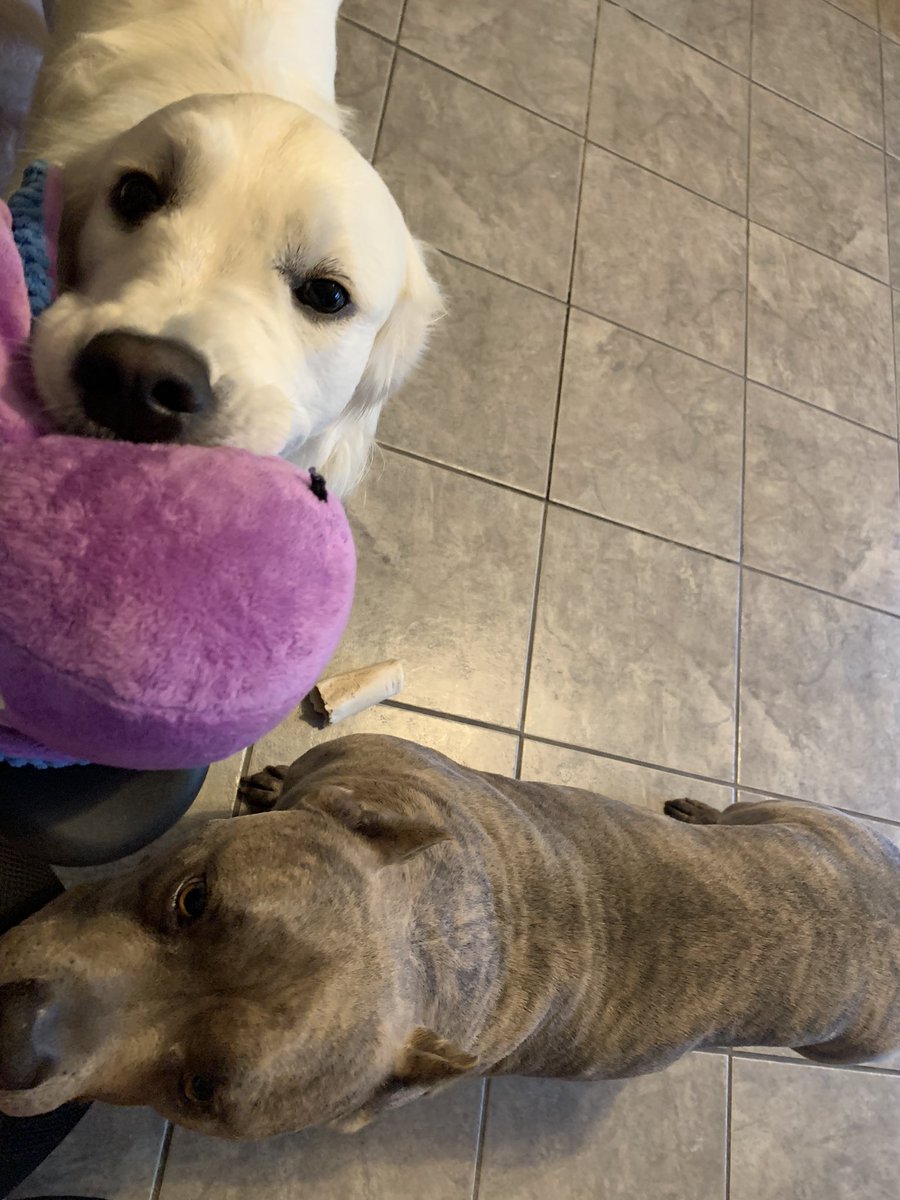 I wonder why I keep getting distracted 💜🖤💜🖤 #DuckLucille #KaiserWayne #ElkStrong