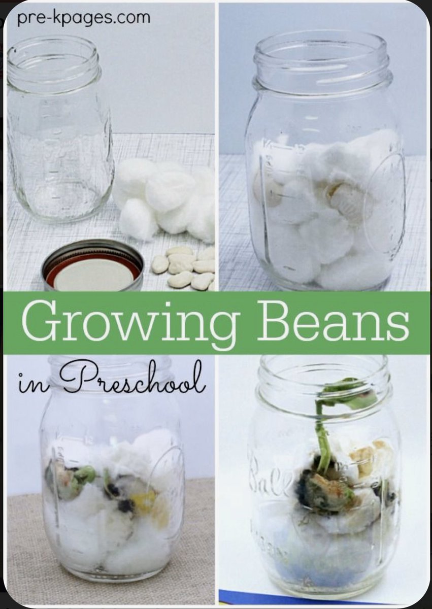 ELC_SuperSpeech's tweet photo. It’s Fantastic Friday! ELC SLPs are sharing some fun ideas to support speech/language while #sproutingscientists. Here are some fun experiments to do at home: “sink/swim” and “sprouting beans”. How big will your sprout grow? Send your pics! 🌱 #WOYC20 #weareELC #sproutingsuccess https://t.co/cHr7941rD4
