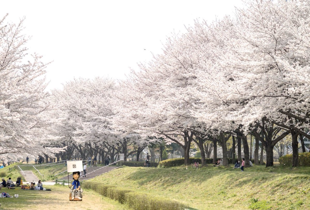 fsb_hamamatsu's tweet photo. 来年は花見に行けるといいなぁ🌸
#FSBHamamatsu #桜 #花見 https://t.co/Xs6MS5H4Wi