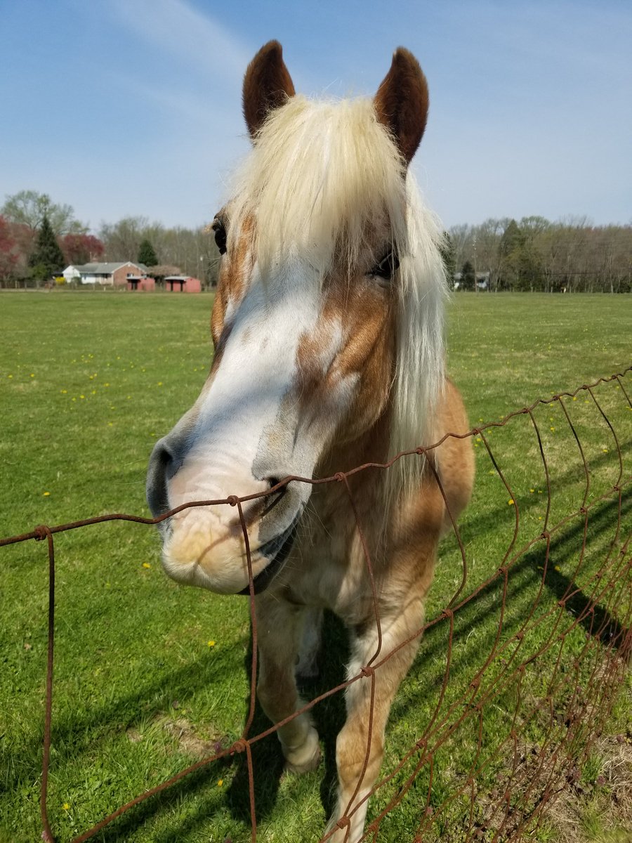 MomNeedsCookies's tweet photo. @MissBellaKim I made a new friend https://t.co/uxePeBIVXc