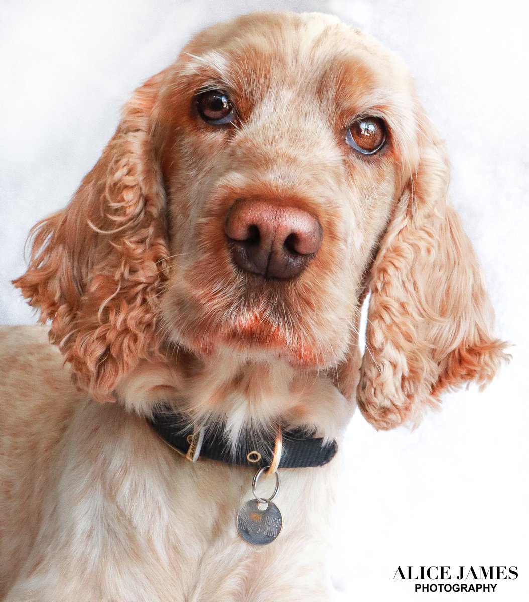 AliceJPhoto's tweet photo. #photography #dogphotography #petportrait #petphotography #dogportrait #photographer #dogsoftwitter https://t.co/D0J9mFVMS2