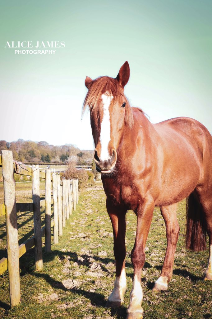 AliceJPhoto's tweet photo. #photography #animalphotography #horsephotography #portraitphotography #petportrait #photographer #canonphotography https://t.co/4hz6Y3i1DF