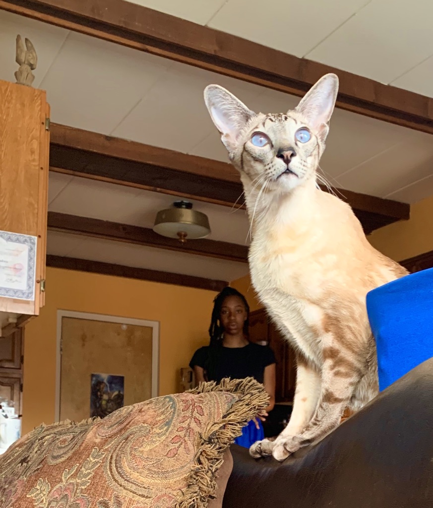 Nnedi's tweet image. The only two people I've interacted with in person this week. The #SelfDistancing continues.