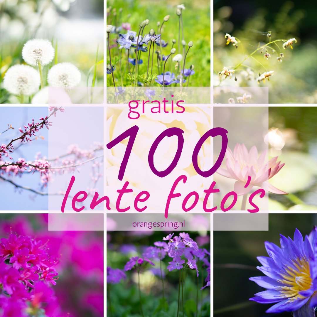 KarolinavSLO's tweet photo. Heb je zonnige lentefoto’s nodig voor je social media of voor op je website?
Deze lente heb ik een klein cadeautje voor je. Deze 100 lentefoto’s zijn helemaal gratis te gebruiken!
Stuur mij een DM met je emailadres zodat ik je toegang kan geven tot de locatie. https://t.co/PyivFjW7i6