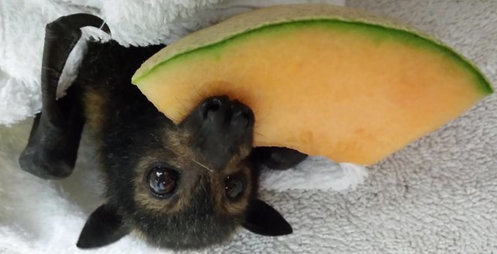 Batfilippo's tweet photo. Celebrating #BatAppreciationDay https://t.co/iqvcnX9H1x