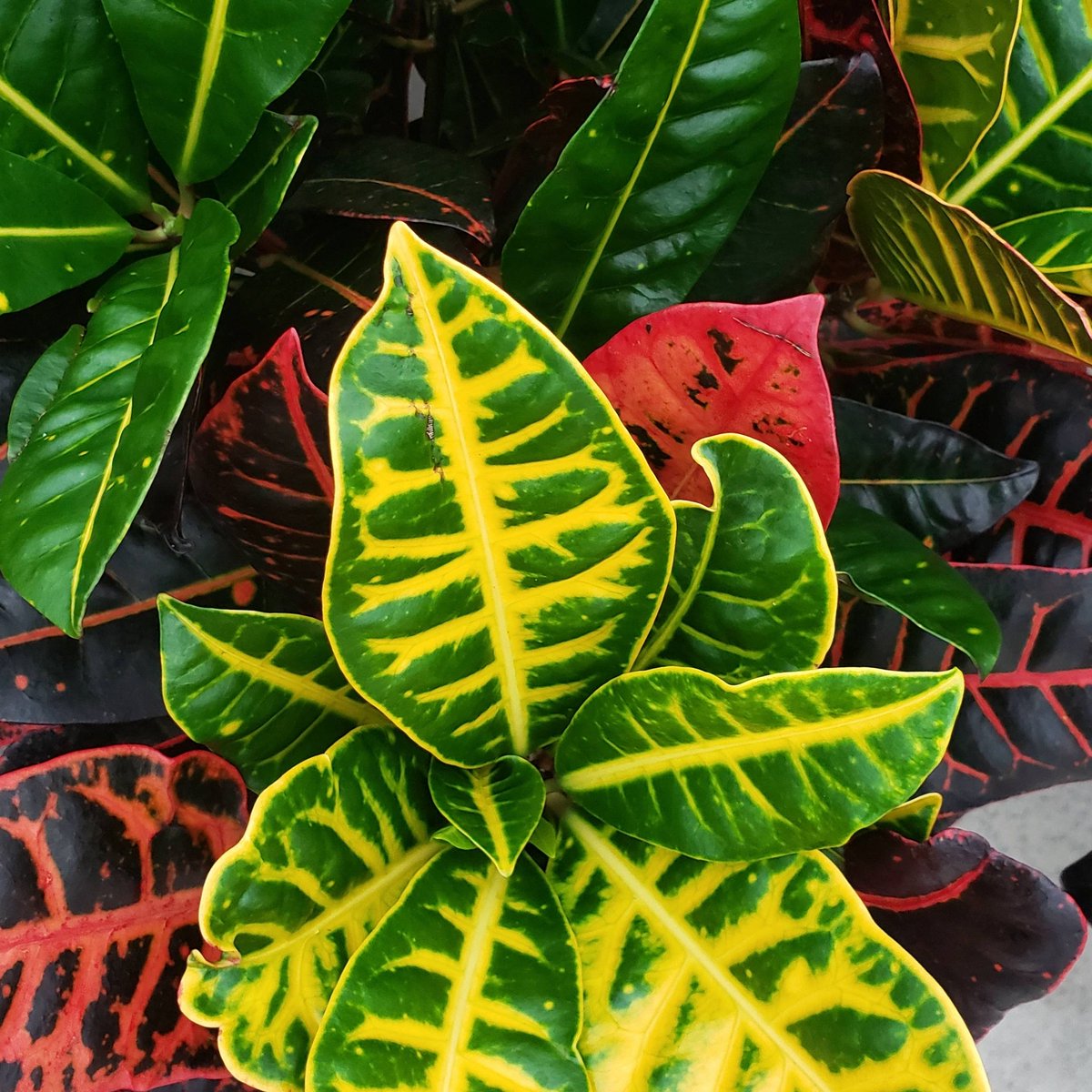 Colour Paradise Greenhouses 🌺 tweet media
