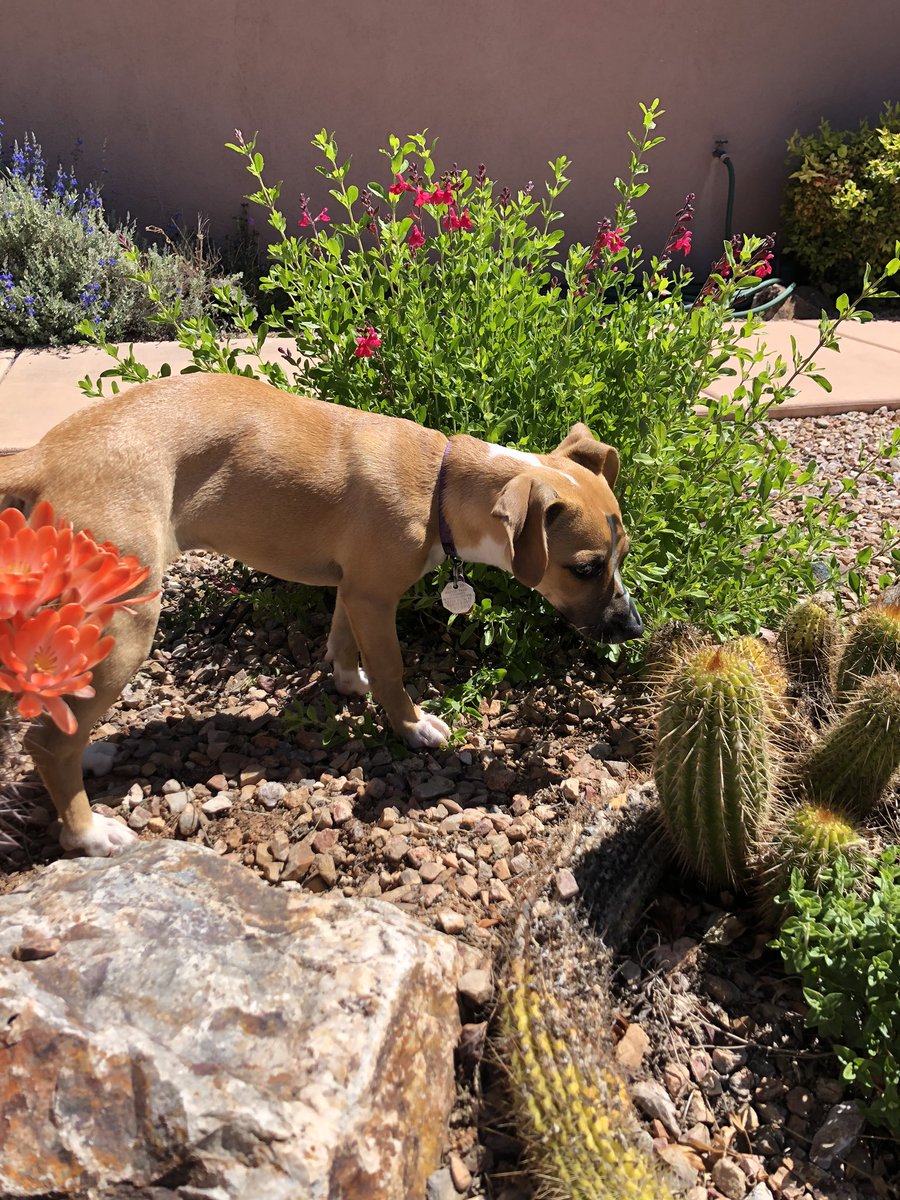 CarreWhite's tweet photo. Our #comfort pet during these times. #inthegarden How is your quarantine going? https://t.co/JSwESU7idH