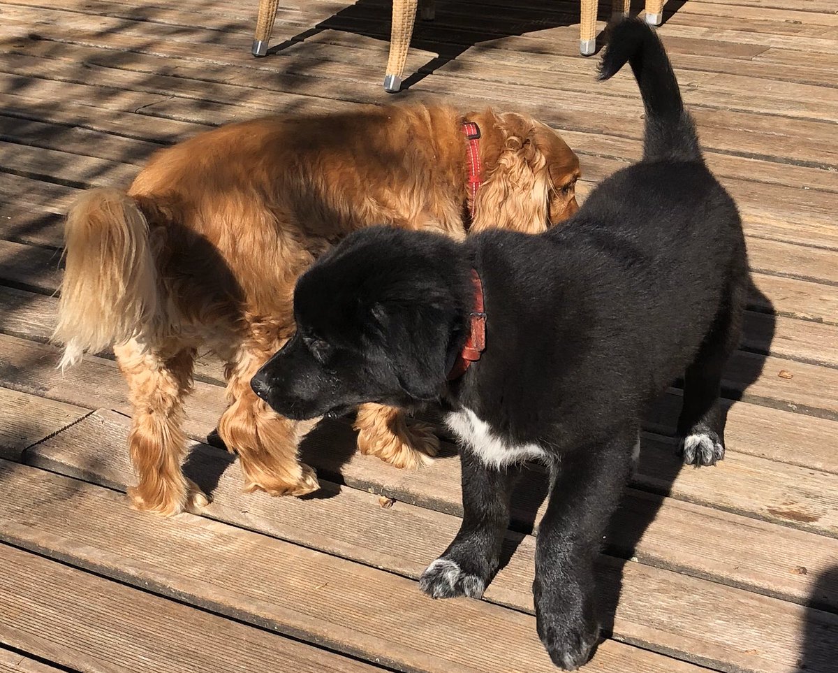 🌸🌸Confinement Jour...
Love Story entre Poppy et bébé Oz, trois mois et déjà séducteur ! #confinementtotal