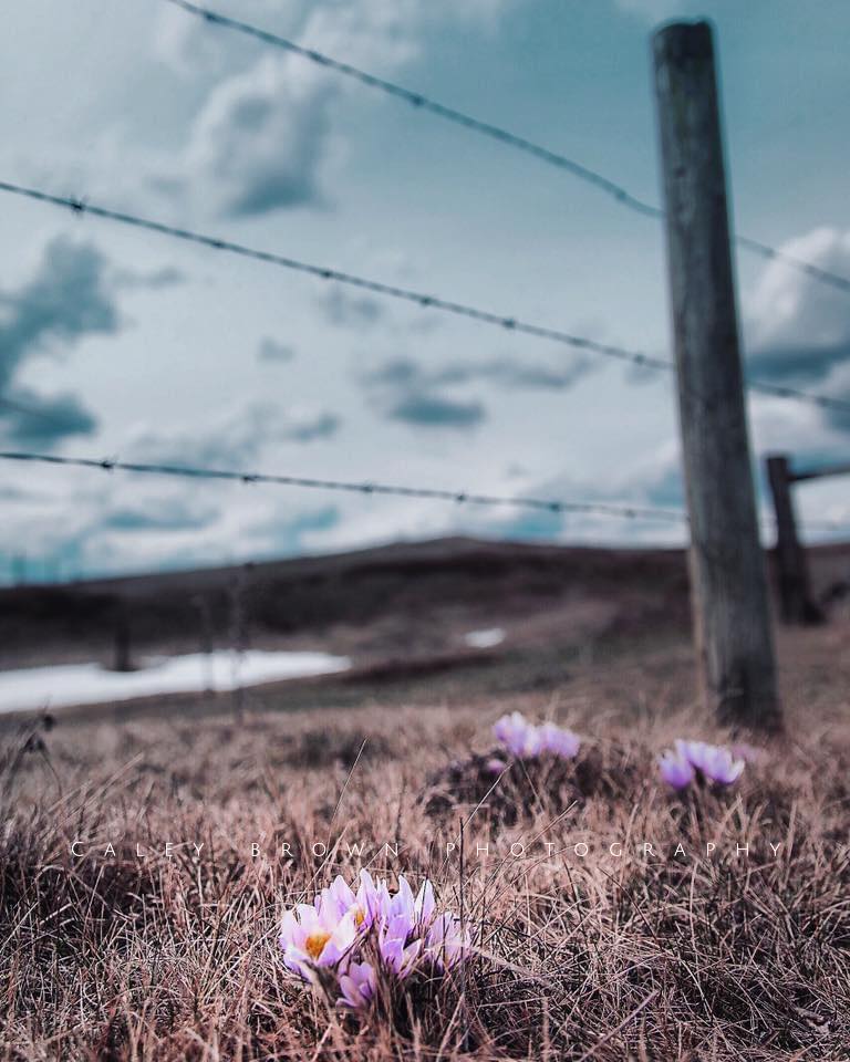 TourismWestman's tweet photo. Share your 1st signs of #spring around your #garden and #home π Submit your #fotofriday images! Here is beautiful #manitobaspring πΈ from Caley Brown Photography. Thank you for sharing positive vibes!
#tourismwestman #countrylife #stayhealthy #flattenthecurve #stayhome #canada https://t.co/y1qLA4WtjB