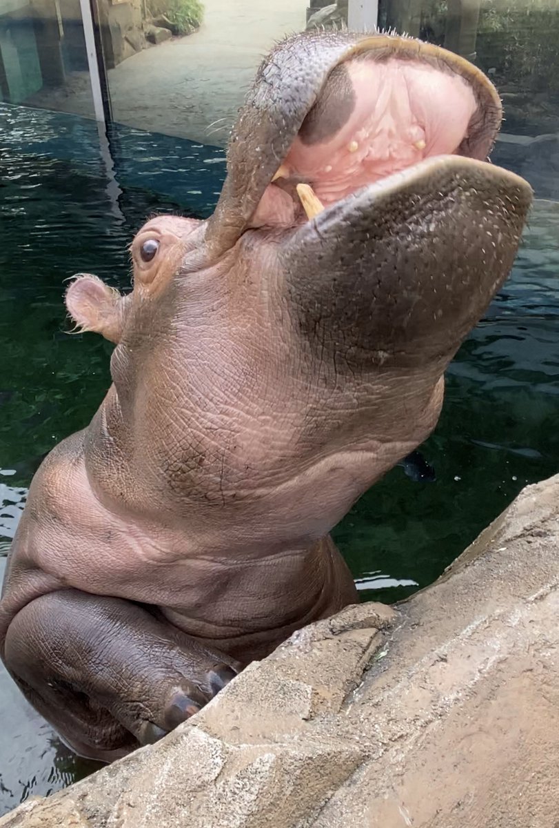 CincinnatiZoo's tweet photo. Happening today! Watch Fiona & keeper Jenna on Cameo Cares, a virtual event helping those impacted by COVID-19! Watch at 2:30pm for your #FionaFix! Support the Zoo-book a personalized Zoo Cameo video & a portion of the proceeds benefit the Zoo! https://t.co/24aeZpaWZ9 #TeamFiona https://t.co/XZear0mYnK