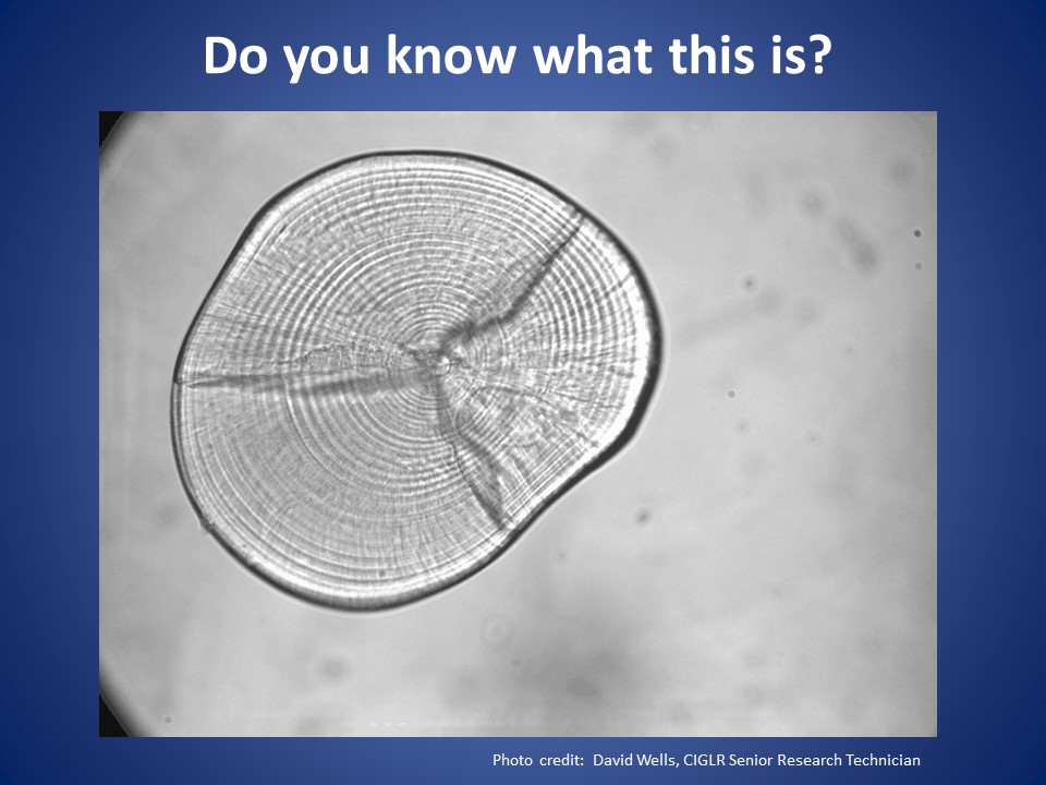 CIGLR_UM's tweet photo. #CIGLRScienceFriday: #CIGLROutreach shares an image of a beautiful, unique, and very small piece of a #GreatLakes organism. Do you know what it is? π¬π·π€
#GreatLakesSci #Microscope #Laboratory #VirtualOutreach #VirtualTabling #WorkingFromHOMES #HOMESIsWhereTheHeartIs https://t.co/ZrurPJtfUJ
