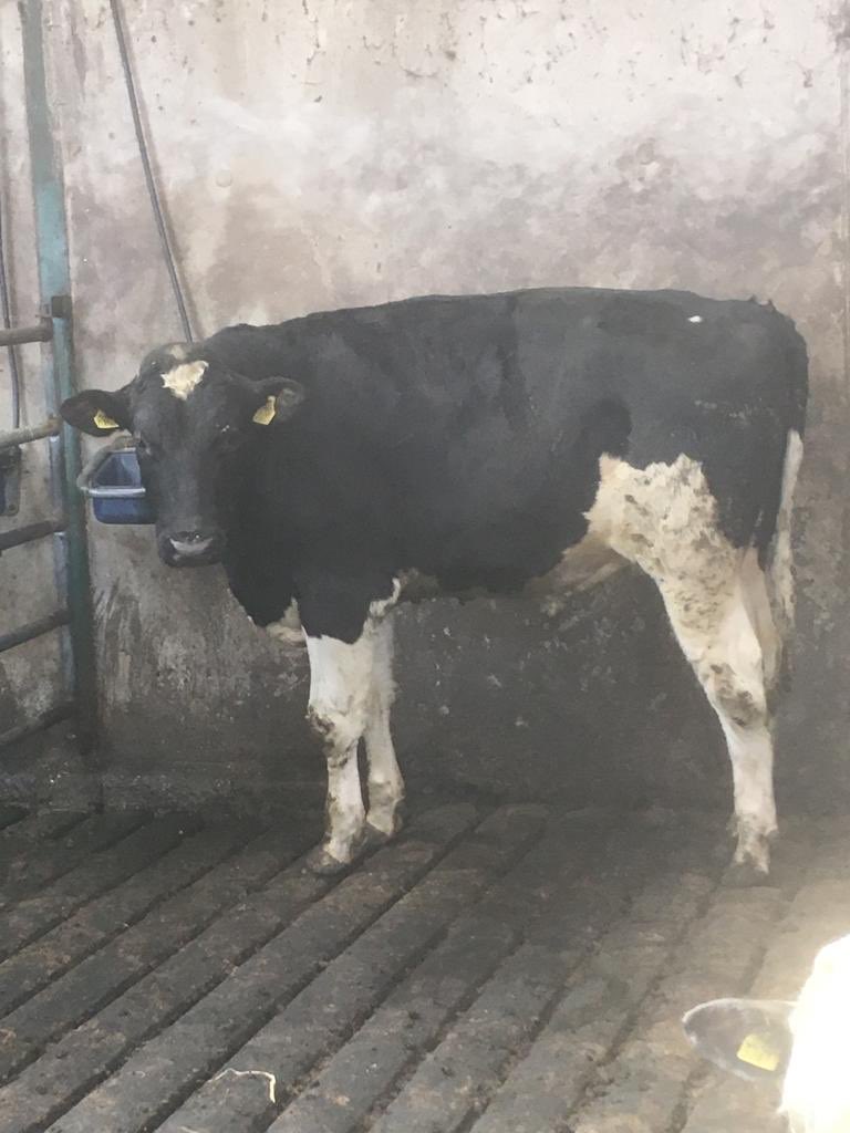 Hallow Holsteins tweet media