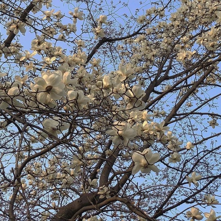 zunyiqa's tweet photo. they bloom for us to breathe https://t.co/eyudCILacF