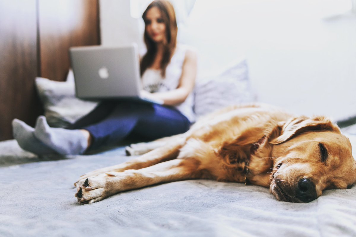 Your 🐕🐈may not be interested in taking a VIRTUAL TOUR with you because they know you’ll choose the BEST apartment when YOU sign @ The Brock!🤩 
.
Don’t forget you can STILL get APRIL HALF OFF & SAVE $600 on RENT for next academic year! Call & ask us how!
.
.
.
#livethebrock