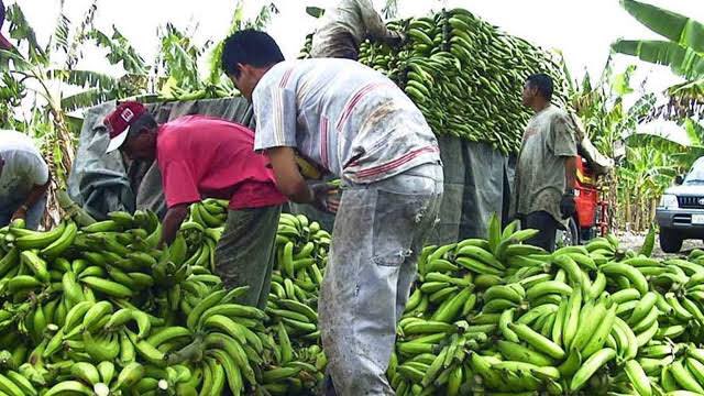 ag_tools's tweet image. Tropical fruits play #SmallRole in #GlobalAgriculturalTrade in #Volume terms, mere 3% of #World agricultural #Food #Products #Export yet estimated 99% of #TropicalFruit #Production originates in developing #countries....
Source: FAO
Visit: AG.Tools