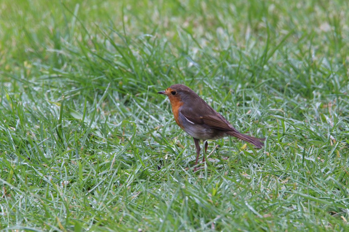 Day twenty five.RobinMale House Sparrow  #GardenWildlife  #LockdownWildlife  #WildlifePhotography
