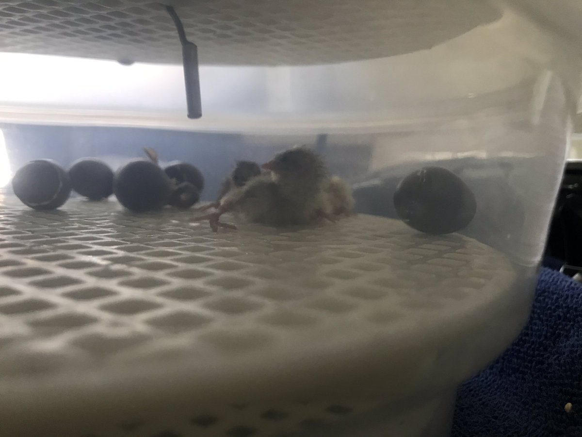 quail_button's tweet image. We’re up to 7 now!