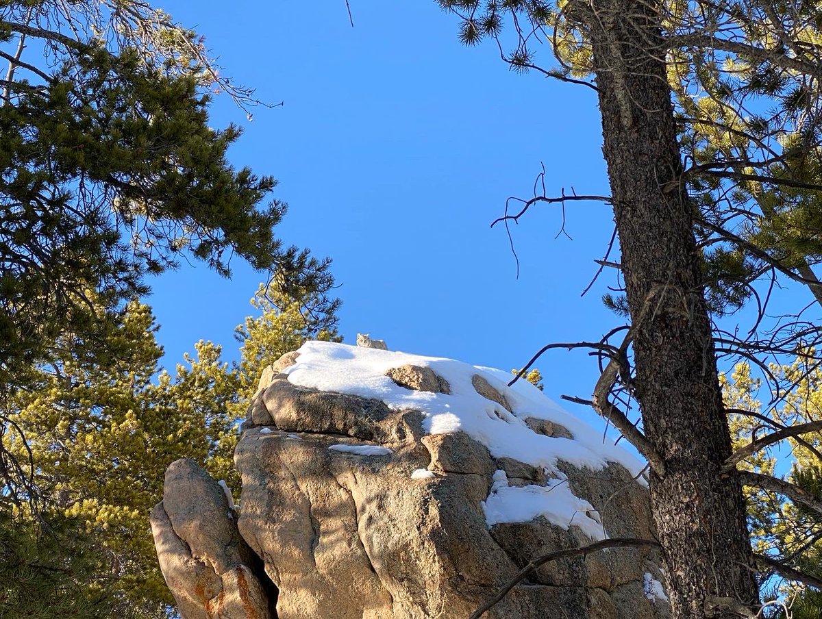 lgcontracting's tweet photo. @COParksWildlife @HeartofColorado Barely saw this beauty checking us out from above! Def a rare sighting! https://t.co/G7eRnF9xAe