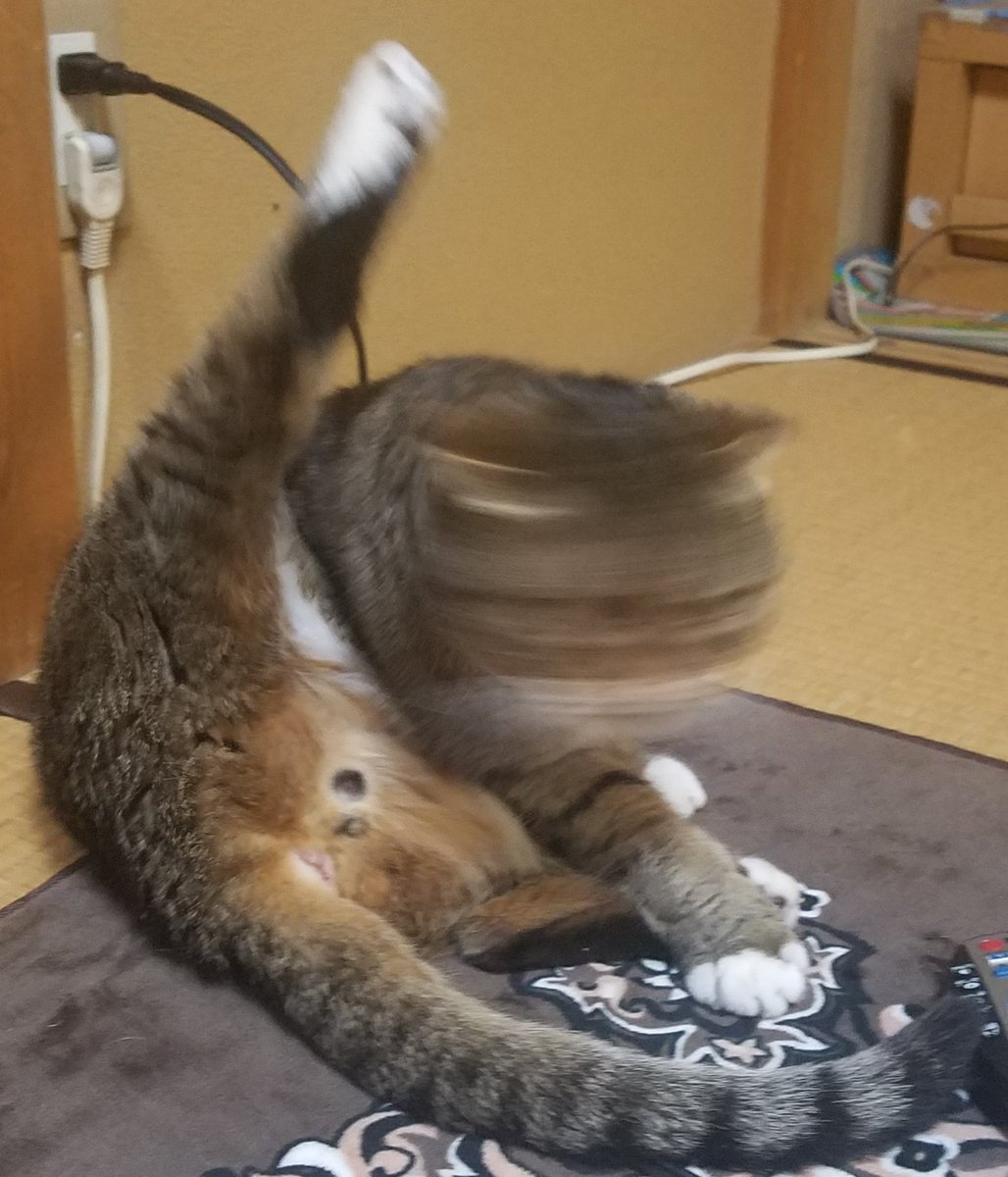 ヘタクソな猫の写真で癒されまくり 猫の写真へたくそ選手権 年4月版 Togetter ヘタクソな猫の写真で癒されまくり 猫の写真へたくそ選手権 年4月版 Togetter