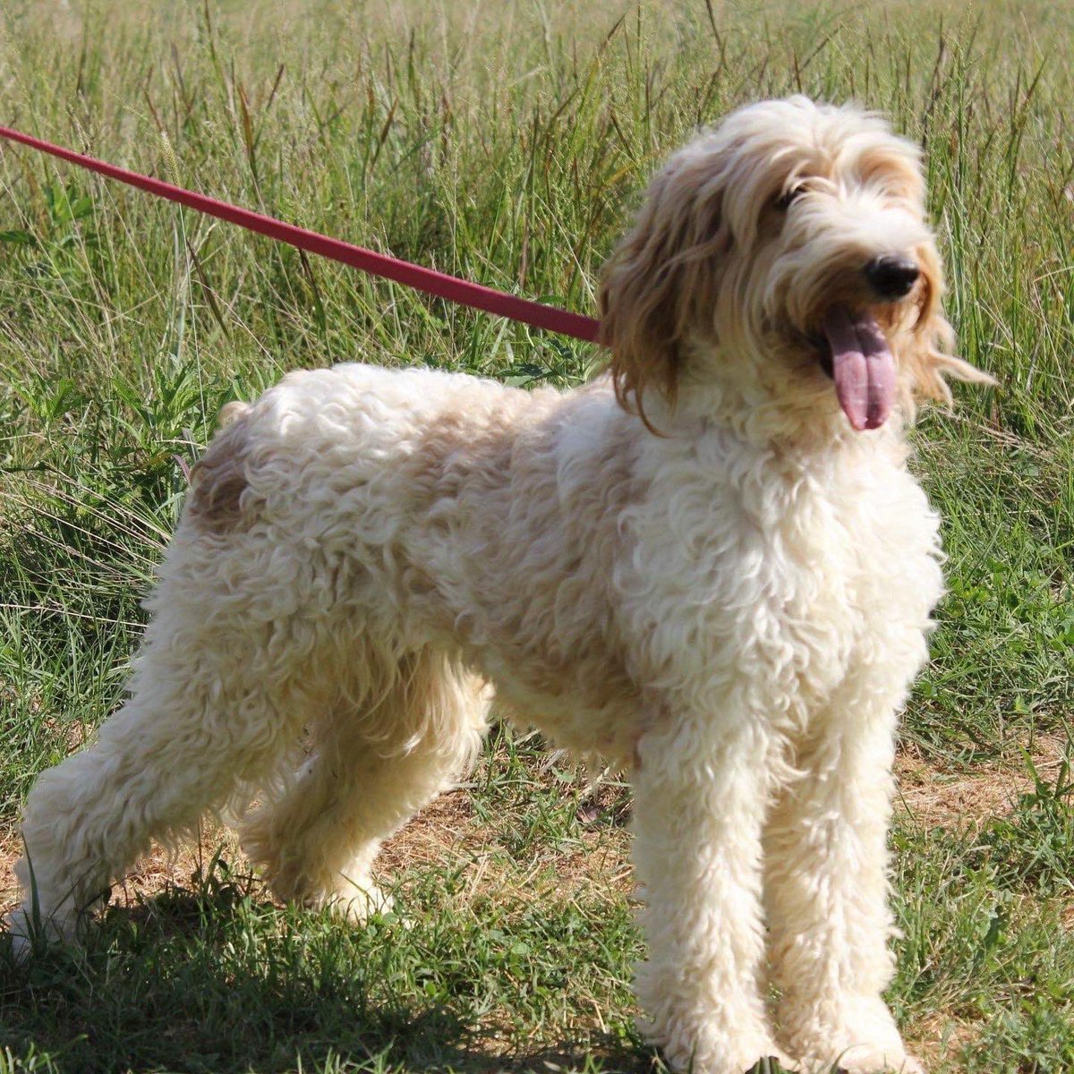 Dawn3K's tweet photo. Babies coming soon! 🐕‍🦺🐾 Our Rue girl is going to be such a good momma! #goldendoodle #partigirl #maybabies https://t.co/mrDixAdEqC