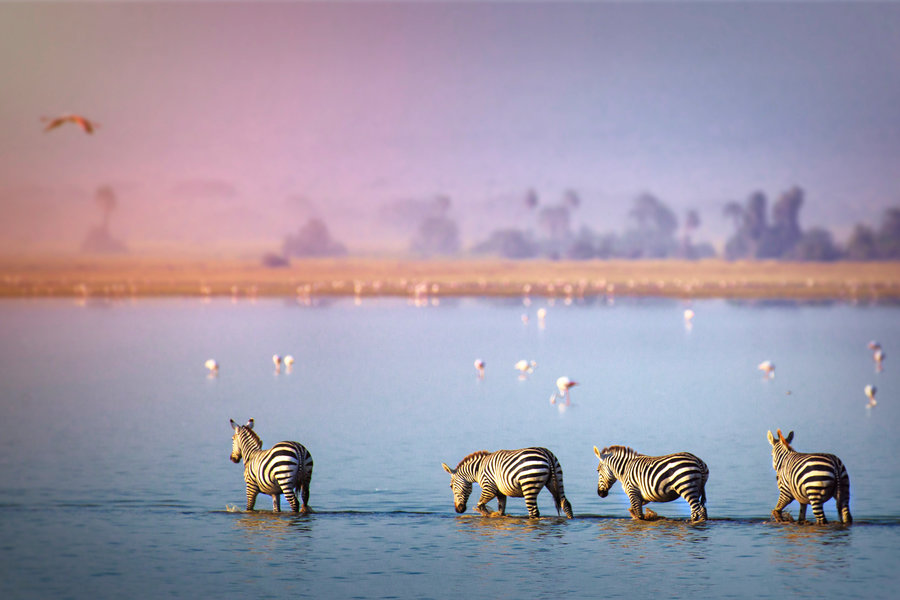 TierOneTrvl's tweet photo. A great way to escape reality and see some amazing things is to tune into a live African safari every sunrise and sunset (South Africa Standard Time). You can find many different options in this article by Departures: https://t.co/Jog5AyeIxf https://t.co/ENOGBF60eO