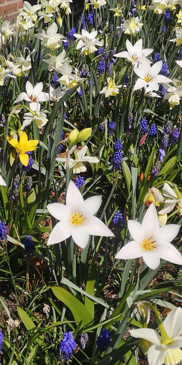 Ik heb gelukkig mijn eigen Keukenhof.