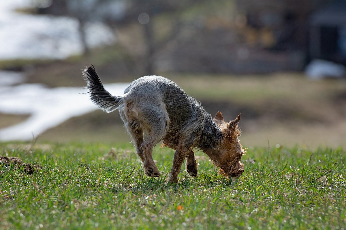 RSAnimalHosp's tweet photo. It is Tick Season. Check your dog. https://t.co/Ps1ngTId9L https://t.co/c1esx7s79b