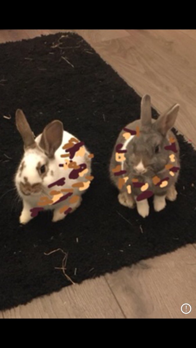 BunnieLiam's tweet photo. We think mummy and daddy have the virus 🦠! He is a police man and out and about all the time! We are looking after them though lots of cuddles and kisses as we heard we can’t catch it 🐰🥰 #Covid_19 #stayhome #staywithyourbuns https://t.co/Cqyz5pOG7t