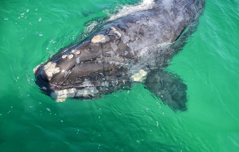 ClearSeasOrg's tweet photo. Quelles sont les mesures mises en place dans le golfe du Saint-Laurent pour protéger la baleine noire de l’Atlantique Nord contre les collisions avec les navires et les empêtrements dans les engins de pêche en 2020? 🐳

Découvrez-les ici: https://t.co/mGrBT5D9FS https://t.co/GiOimddx14