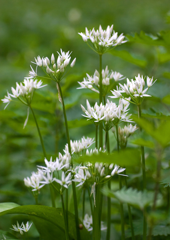 cumbriawildlife's tweet photo. Wild garlic is coming into flower - our ancient woodlands will be awash soon with their white, starry flowers! Millions of bulbs can exist in just one wood, giving rise to dazzling 'white carpets'. 

📷 Paul Lane

#signsofspring #spring
#joinusfromhome https://t.co/ZyvZjzThNH