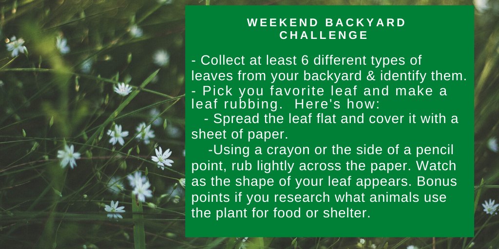 JoHackl's tweet photo. Looking for a #backyard #adventure this #weekend? If it's safe to go outside, here's a #nature #activity for #educators #families #kids #parents & #grandparents #outdoors #authorstakeaction #RHCBeducators #staysafe #WoodsTime #stayathome https://t.co/0ZzE6gnpLo