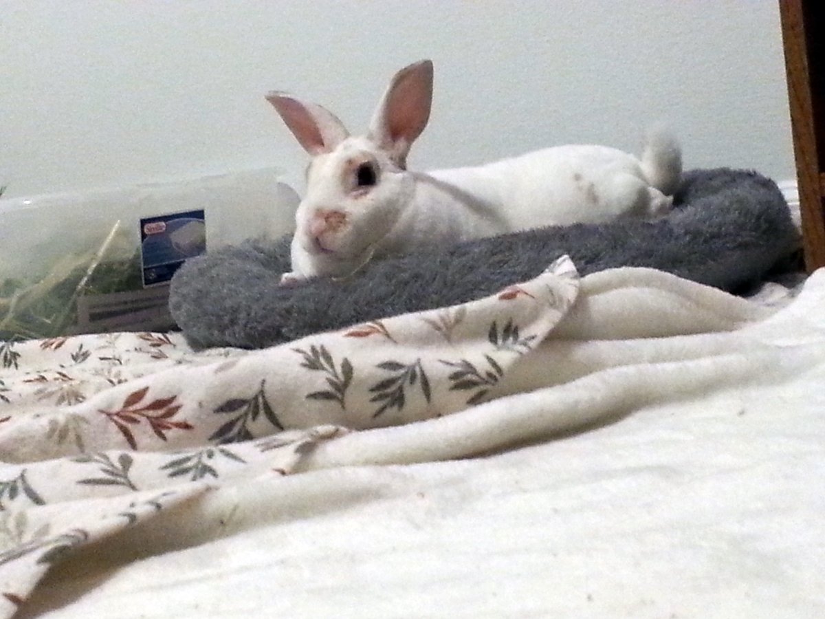 floorsharkmomma's tweet image. "Momma, why are you on ur tummy?" To get pictures of how cute you are! "You silly!" #youreabunnyparentwhen
#CloverRex #rexrabbit #houserabbit #whiterabbit