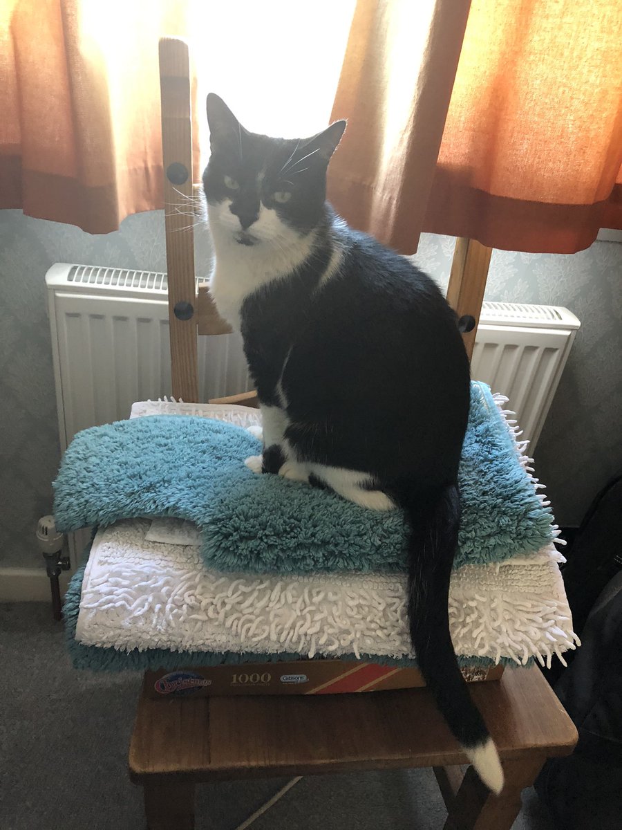 rufus_age's tweet photo. I found the clean washing today, woohoo! #wellitwasclean #mybedisdirty https://t.co/WuIwNzTgZm