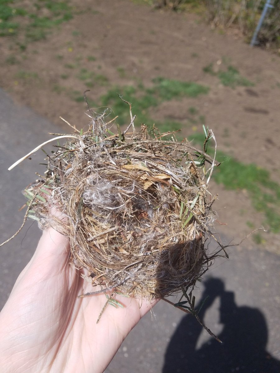 KurowskiJamie's tweet photo. is it possible to tell what kind of bird made a nest based on nest materials and location? my dad found this in a dead coniferous tree when he was taking it down. the tree was by the side of our house and we live in a suburban area. #birdclass #tweetid https://t.co/MhZPFioBmA
