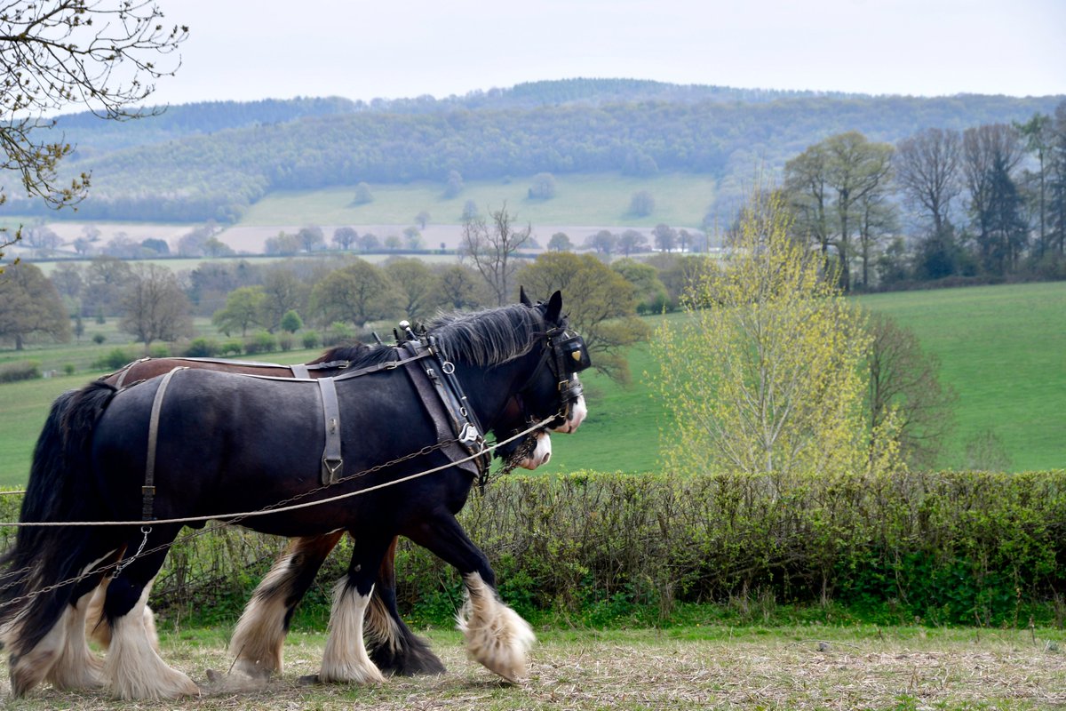 A wonderful day filming with unlikely Twitter stars Joe and Alfie. A day to appreciate the beauty of Shropshire.