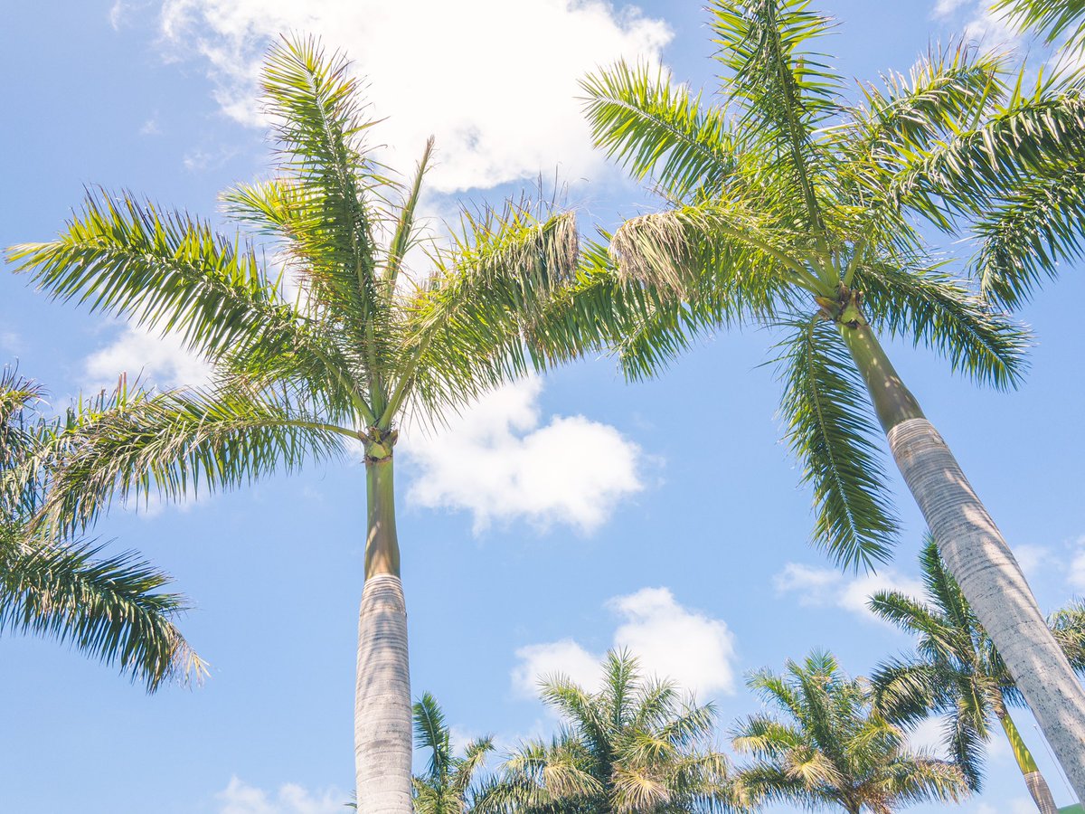 HRHCancun's tweet photo. Tropical dreams. #HRHCancun https://t.co/LzynIg8IVJ