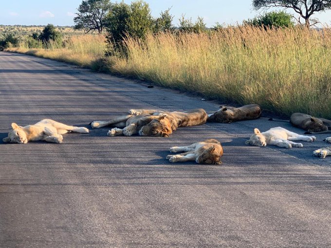ajplusespanol's tweet photo. ¿No hay turistas? Pues tomemos una siesta. 

Esta manada aprovechó el cierre del Parque Nacional de Kruger en Sudáfrica para acostarse en esta carretera vacía, que normalmente estaría llena de visitantes.

📷 Richard Sowry https://t.co/5eWjDqQizM
