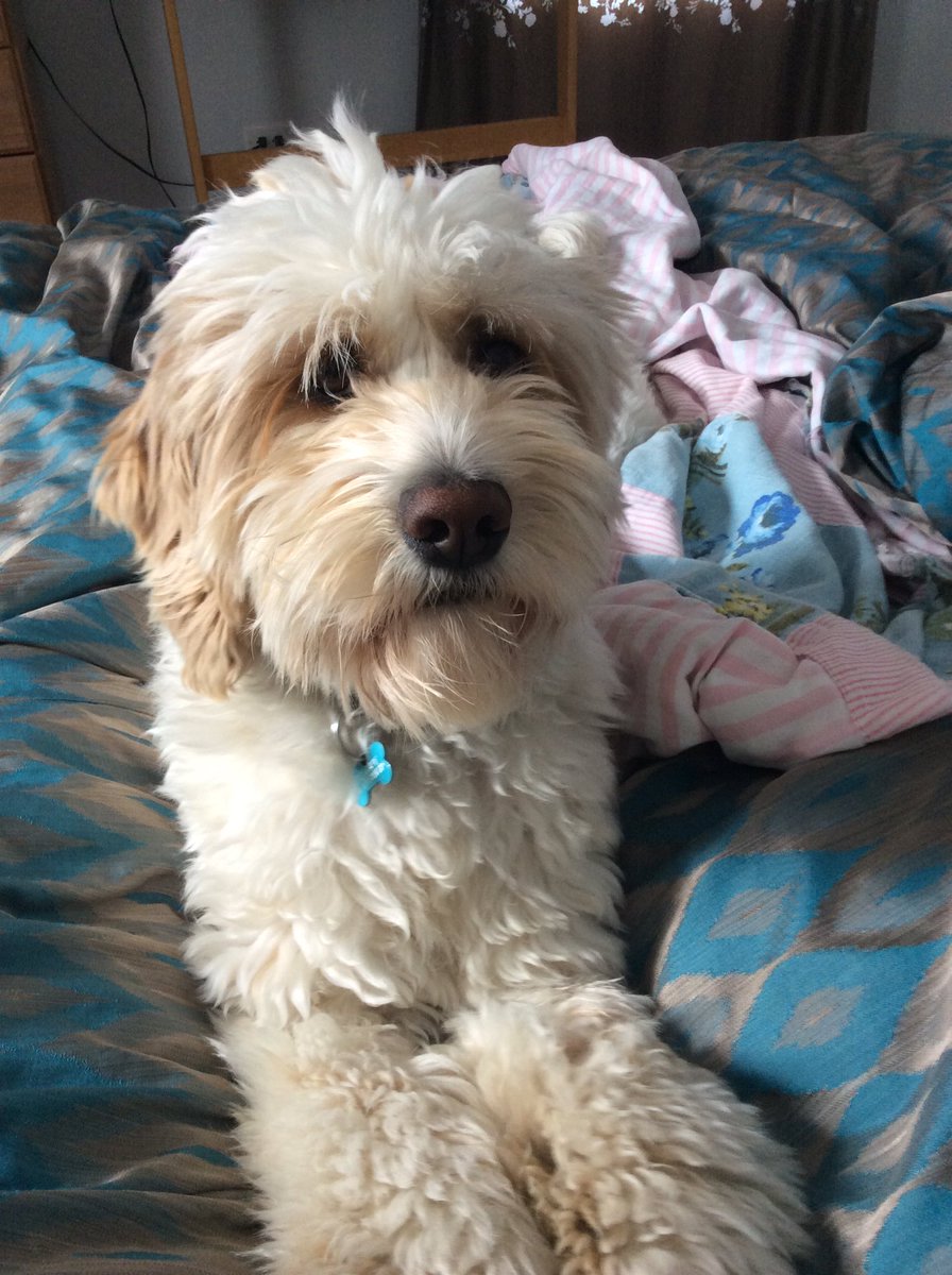 OsmondShears's tweet photo. Love my new puppy Peanut https://t.co/BFBb093pkj